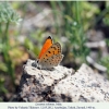 lycaena ochimus talysh male1